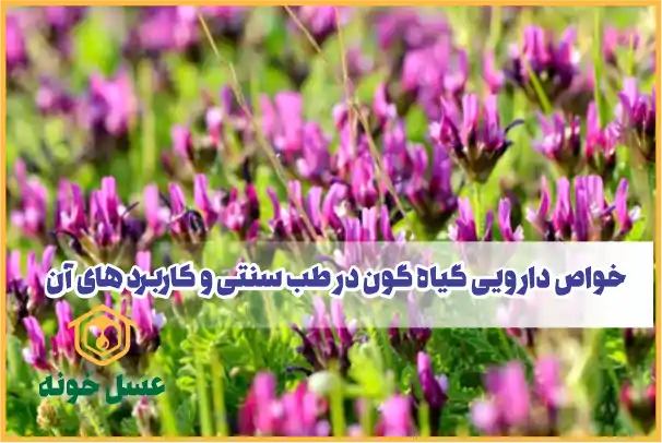 خواص دارویی گیاه گون در طب سنتی و کاربردهای آن | مجله عسل خونه